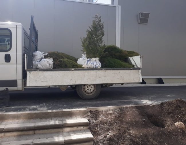 Хортикултурно уредување на училишниот двор на ОСТУ Наце Буѓони со зимзелени садници