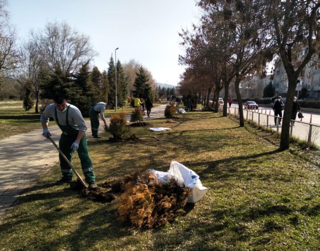 Го разубавуваме градскиот кеј со нови украсни садници